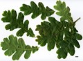SpeciesSub: subsp. pedunculiflora SpeciesSub: subsp. pedunculiflora